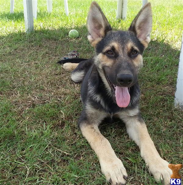 german shepherd puppy posted by Halo German Shepherds